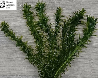 POND WEED - 5 to 50 stems Elodea Densa - Oxygenating Live Plant - Egeria Densa, Tropical Coldwater Fish Tank Aquarium Aquatic