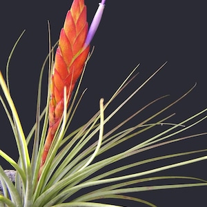 Tricolor Melanocrater air plant red tillandsia airplant easy care house decoration use with artificial reindeer moss image 2