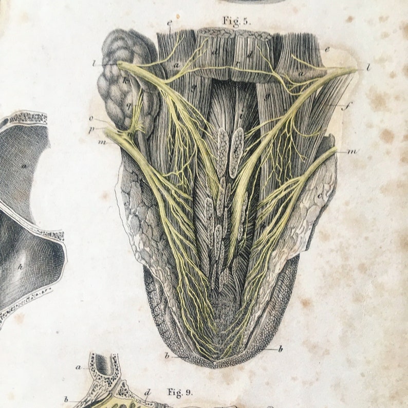 Tablero anatómico. Atlas de Anatomía Alemana de 1860. Texto | Etsy