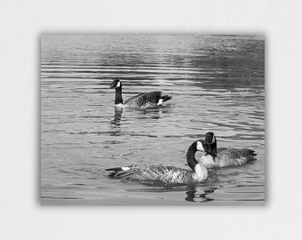 Duck, Bird, Black and White, Animal Art, water, Ducks, Bird Photography, Bird Art, Lake, Pond, Goose, Wildlife, Duck Pond, Canvas Prints