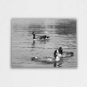 Duck, Bird, Black and White, Animal Art, water, Ducks, Bird Photography, Bird Art, Lake, Pond, Goose, Wildlife, Duck Pond, Canvas Prints