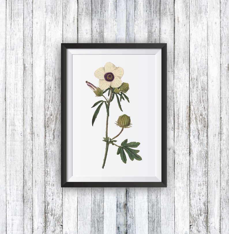 Vintage White Flower Wall Art Print Botanical Floral Wall Art - Etsy
