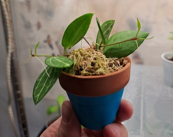 Small Dischidia Ovata starter plant in Hand-painted Terra cotta planter