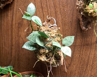 Hoya Krohniana Silver Mounted Plant