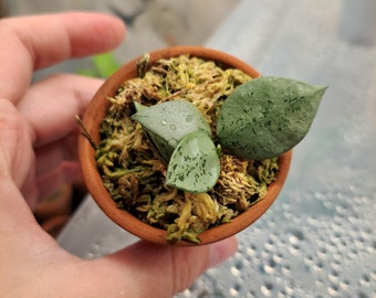 Cute Small Hoya Krohniana Starter plant in Terra cotta pot