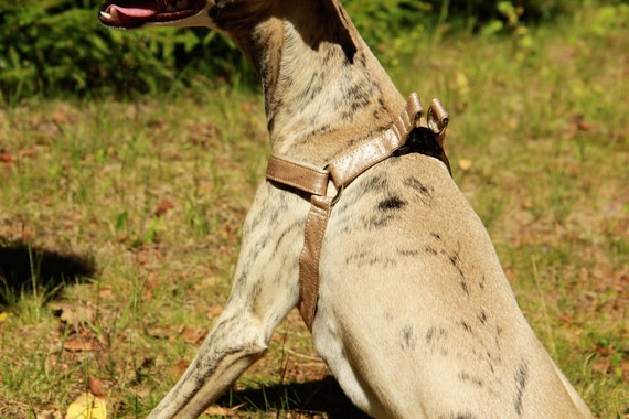 beige dog harness