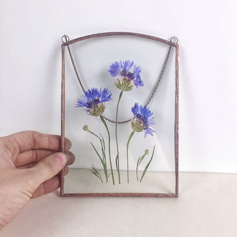 Pressed Flower Art Herbarium Frame Pressed Cornflower Etsy