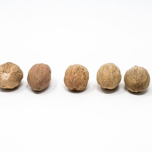 Whole Nutmeg Fresh Nutmeg from Sri Lanka for Cooking and Baking image 8