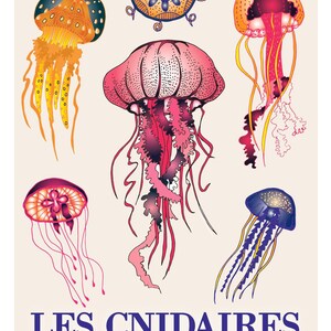 Mapa A5, CNIDARIANS. Serie "fauna de las profundidades"