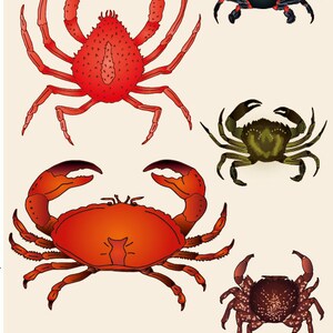 Carte A5, CRUSTACES. Série "faune aquatique"