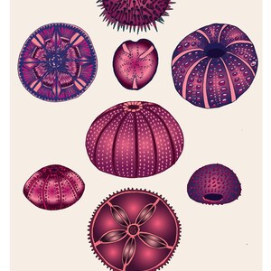 Carte A5, ECHINODERMES. Serie "faune des profondeurs"