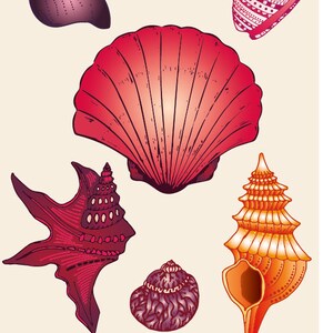 Carte A5, COQUILLAGES. Serie "faune aquatique"