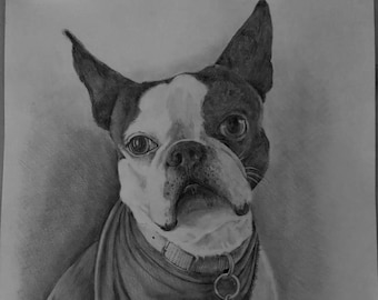 Drawing, pencil, portrait, animal