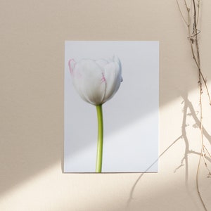 White Tulip | Flower Photography | Large Prints | Wall Art | Minimalist | Poster Size | Home Decor | Instant Digital Download