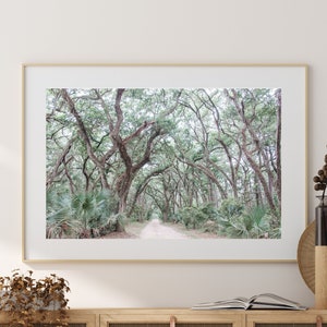 Low Country Trees | Palmetto Bluff | South Carolina | Travel Photography | Wall Art | Poster Size | Instant Digital Download