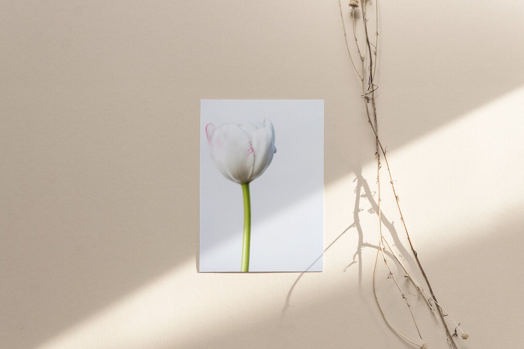 White Tulip | Flower Photography | Large Prints | Wall Art | Minimalist ...