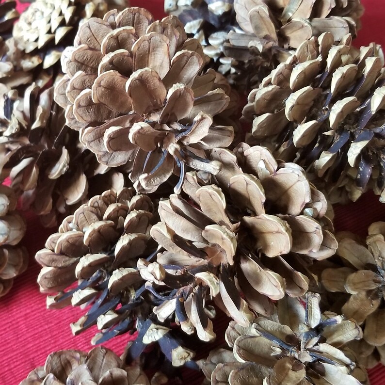 Medium Pine Cones Austrian Pine Pine Cones Home or Wedding Etsy