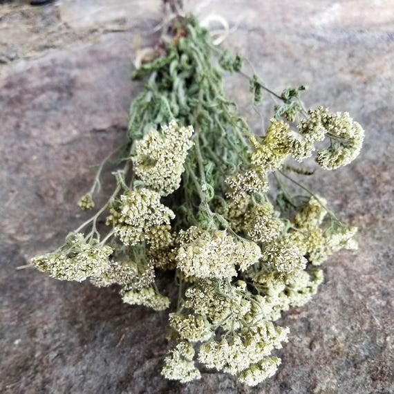 Dried Yarrow Dried Flowers Wild Yarrow Wildflowers White