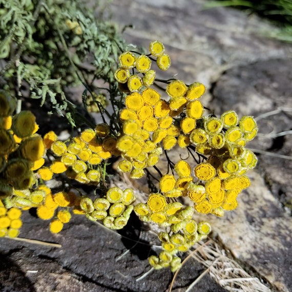 Tanaisie Séchés Longue Tige Fleurs Séchées Fleurs Jaunes Bouquet De Fleurs Séchées Pot Pourri De Fleurs Commun Tanaisie Tanacetum Vulgare