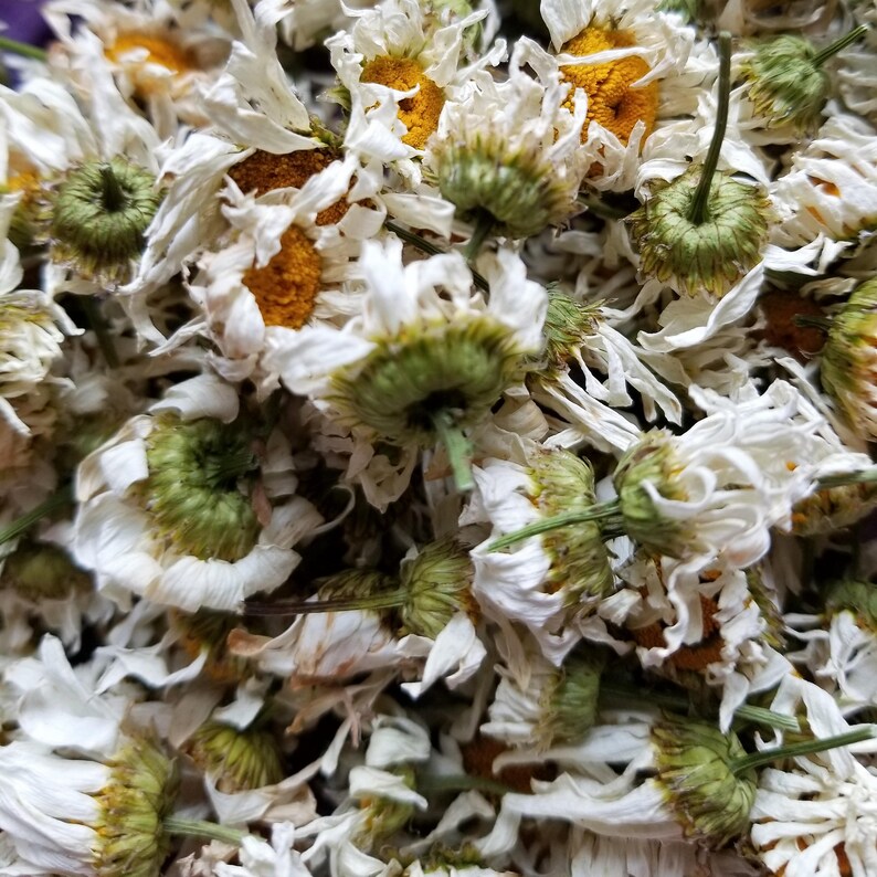 Dried Daisies Dried Daisy Dried Wildflower Dried Wild Etsy