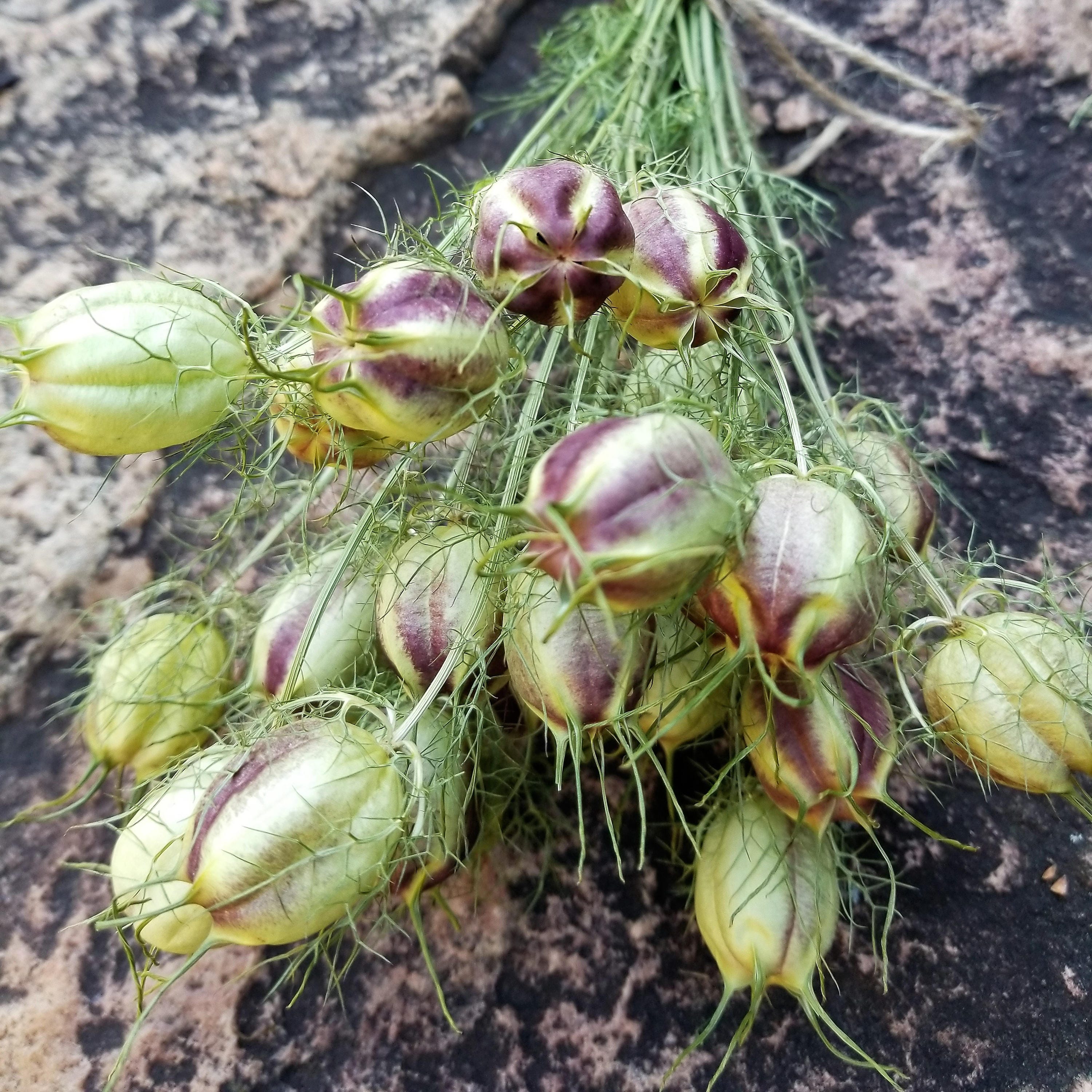 Dried Nigella Seed Pods Dried Love in a Mist Seed Pods Dried Etsy