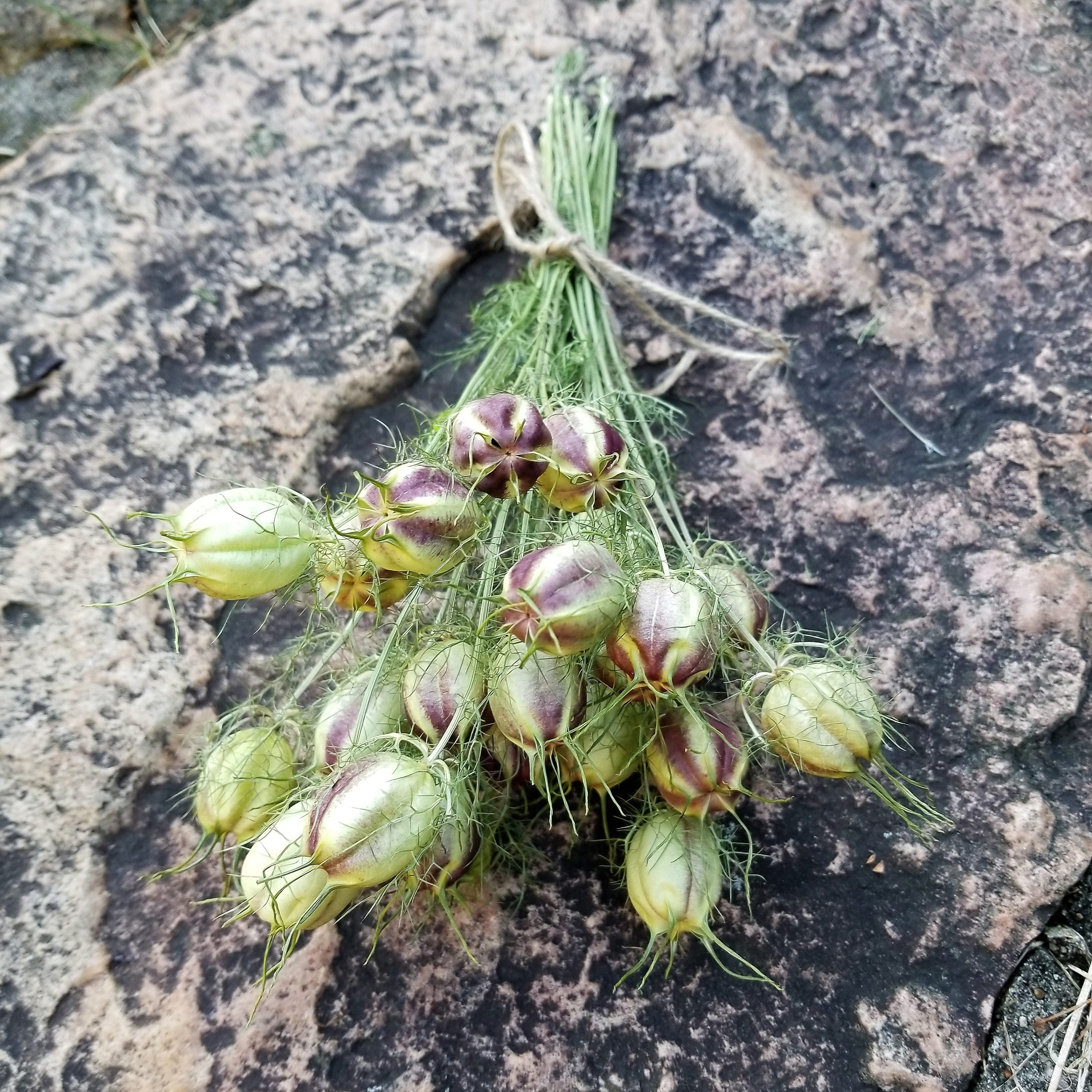 Dried Nigella Seed Pods Dried Love in a Mist Seed Pods Dried Etsy