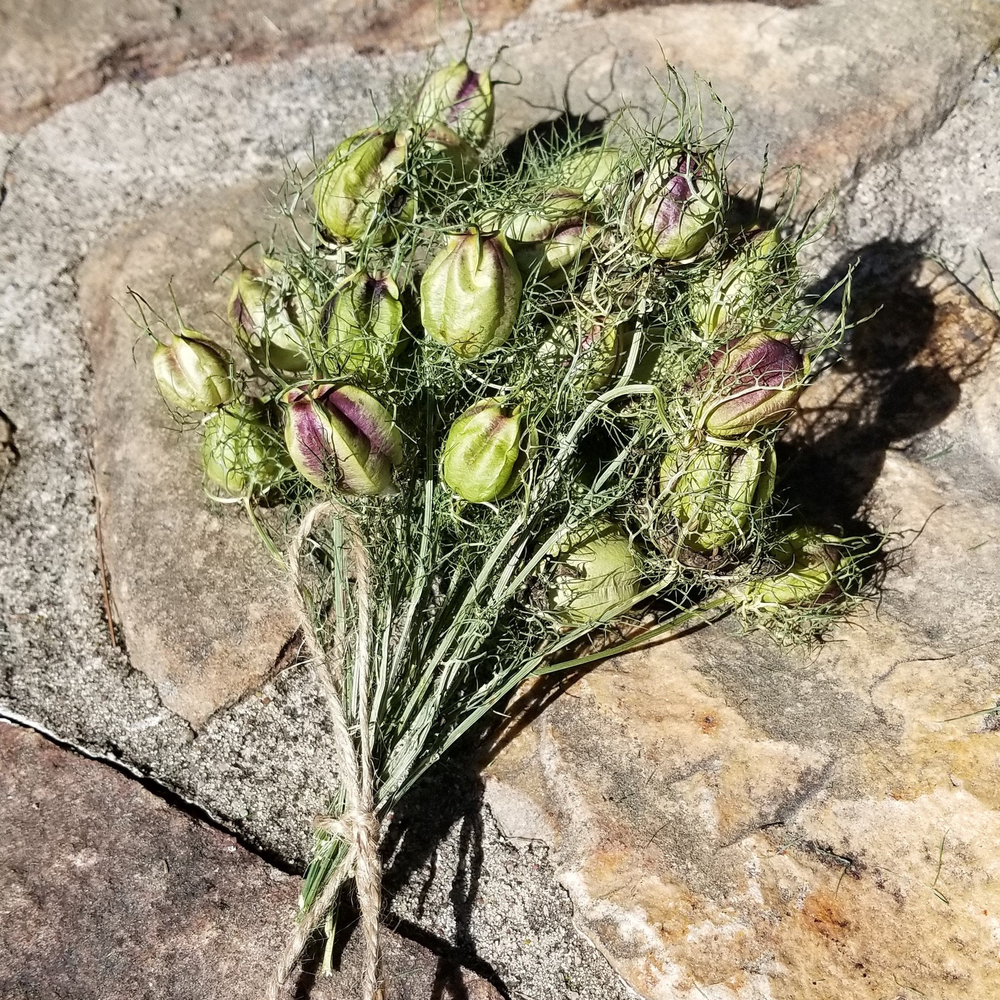 Dried Nigella Seed Pods Dried Love in a Mist Seed Pods Dried Etsy