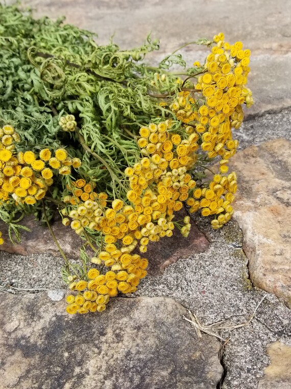 Tanaisie Séchés Longue Tige Fleurs Séchées Fleurs Jaunes Bouquet De Fleurs Séchées Pot Pourri De Fleurs Commun Tanaisie Tanacetum Vulgare