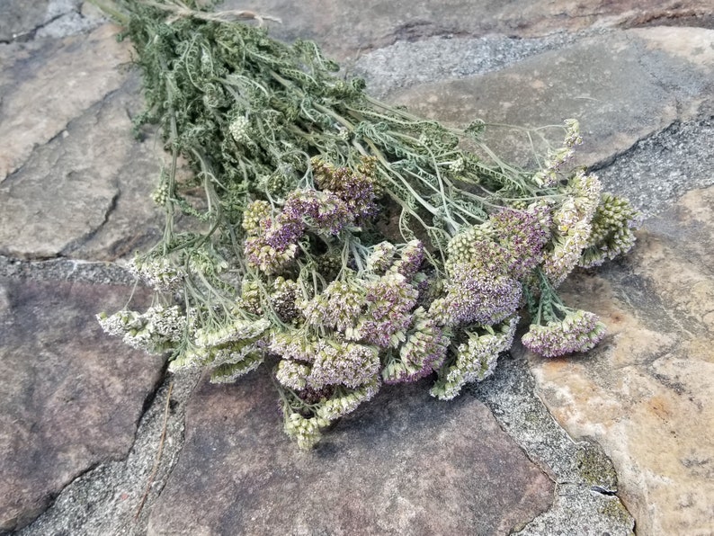 Lavender Yarrow Dried Yarrow Purple Yarrow Dried Flowers Etsy