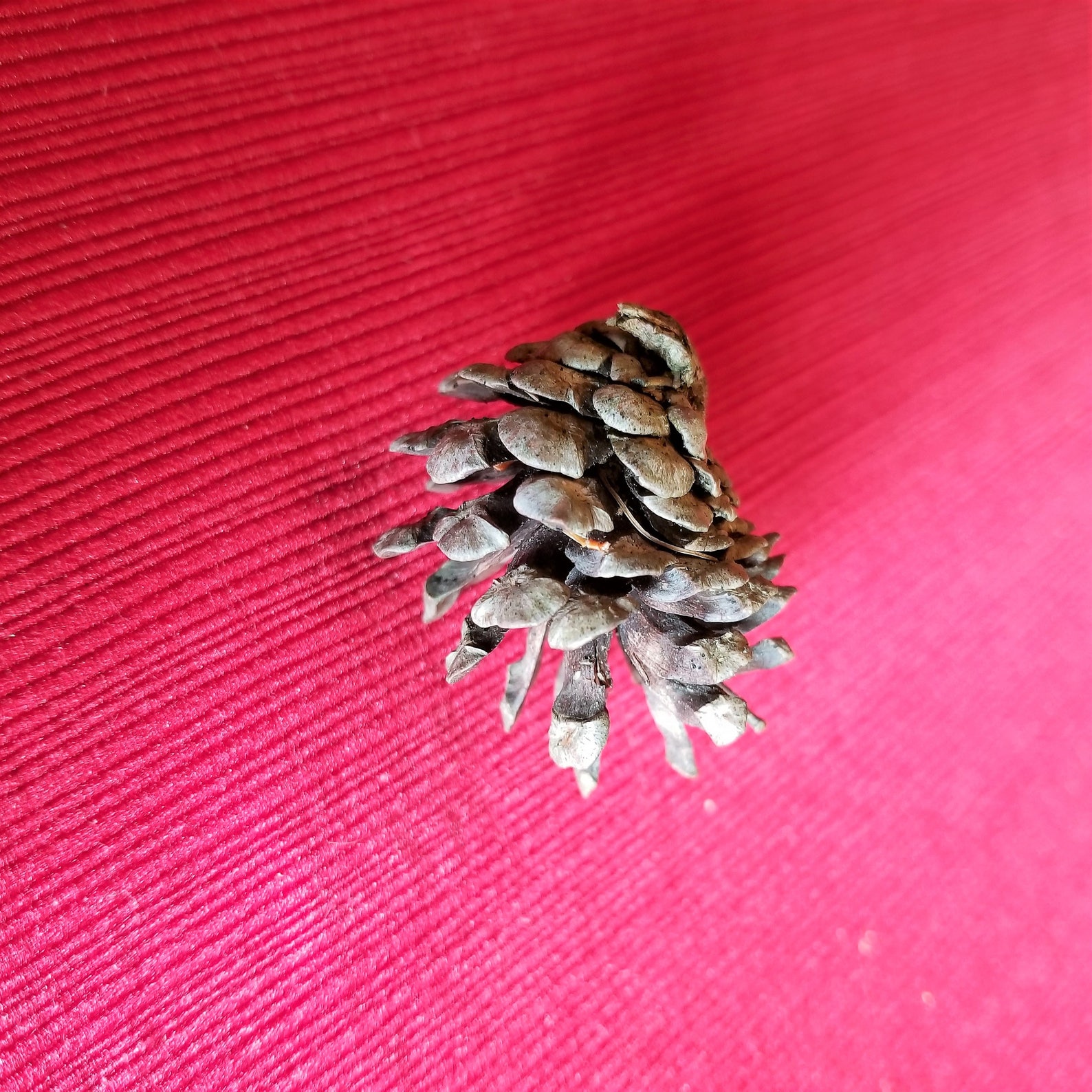 Natural Jack Pine Cones Jack Pine Cones Pine Cones Home or Etsy