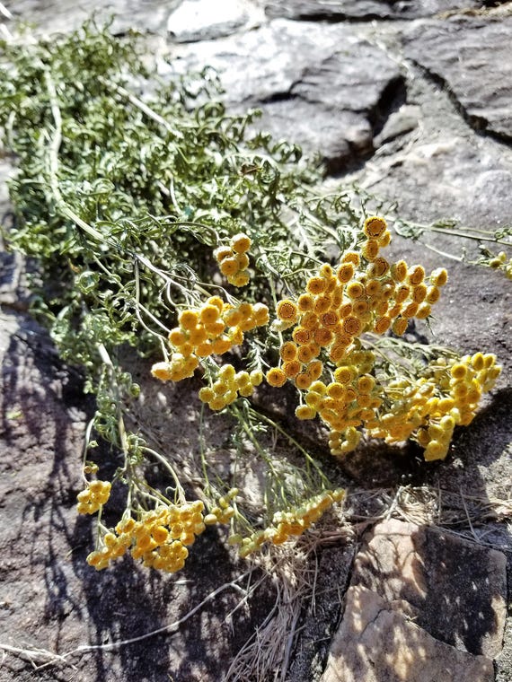 Tanaisie Séchés Longue Tige Fleurs Séchées Fleurs Jaunes Bouquet De Fleurs Séchées Pot Pourri De Fleurs Commun Tanaisie Tanacetum Vulgare