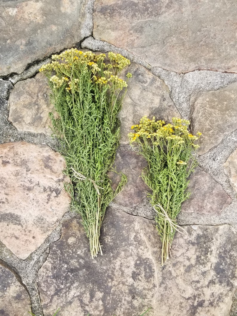 Dried Tansy Dried Wildflowers Yellow Flowers Dried Flower ...