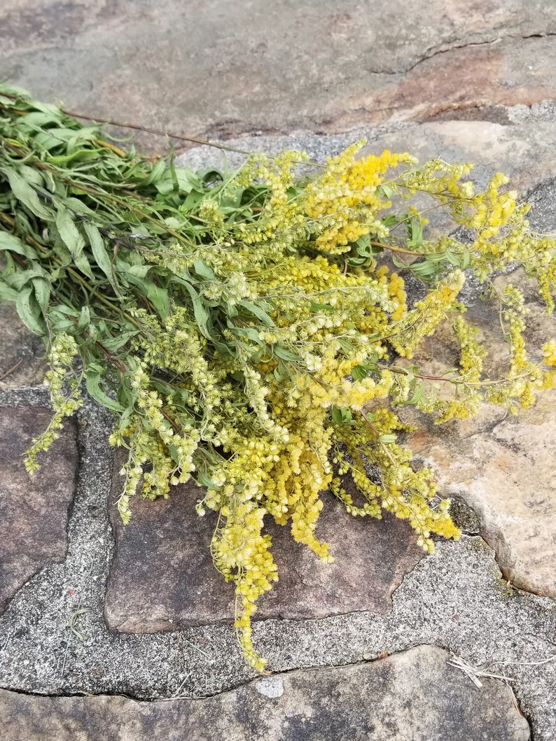 Dried Goldenrod Longstemmed Dried Wildflowers Yellow Etsy