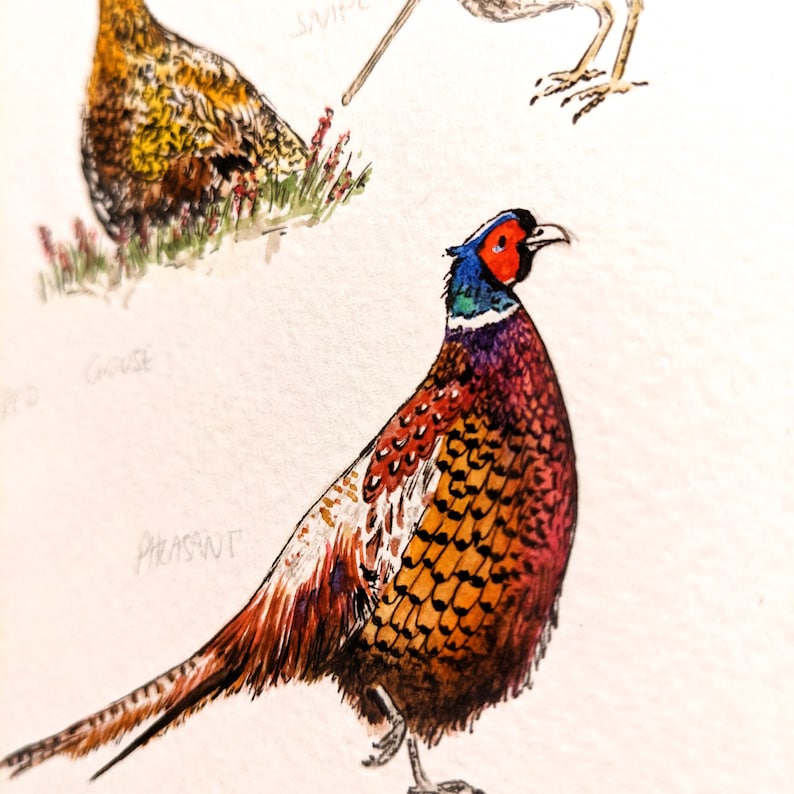 Game Birds British Game Birds Painting Giclee Print Birds Etsy UK