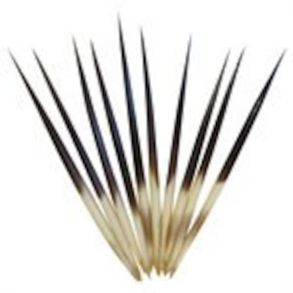 Genuine 10 Piece African Porcupine Quills First Nations Native Indigenous Art Craft Supplies