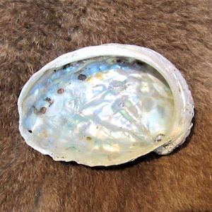May include: An abalone shell displaying a pearlescent interior. The shell's exterior is a muted white with a rough texture, while the inside shimmers with blues, greens, and purples. The shell is set against a brown background.