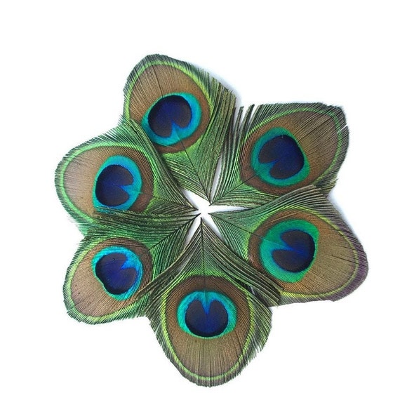 4pc peacock FEATHERS, jewelry making, No cap top.
