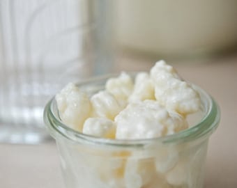 Organic Live Milk Kefir Grains - 2 Tablespoons in glass jar
