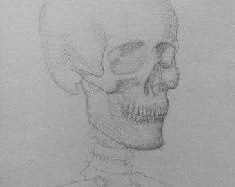 Esboço da anatomia do crânio