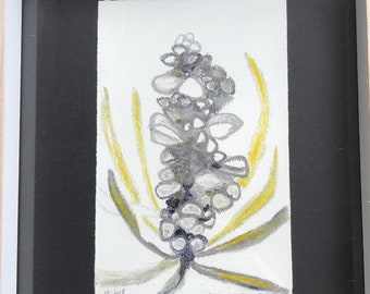 Pastel Banksia Drawing