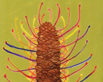 Banksia Imaginata - the wild one