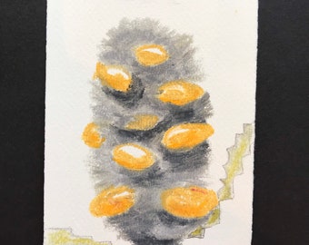 A Banksia (framed oil pastel drawing)