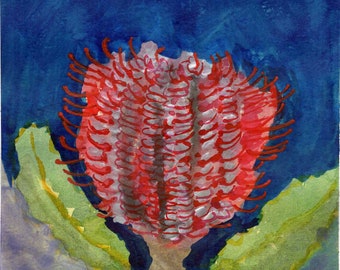 Banksia Coccinea Watercolor Painting, Australian Native Flower Art