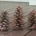 3 GIANT Longleaf Pine Cones - Jumbo Big Pinecones