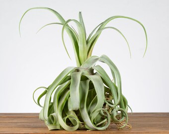 Tillandsia STREPTOPHYLLA rare and unusual live airplant for house vivarium decoration plant