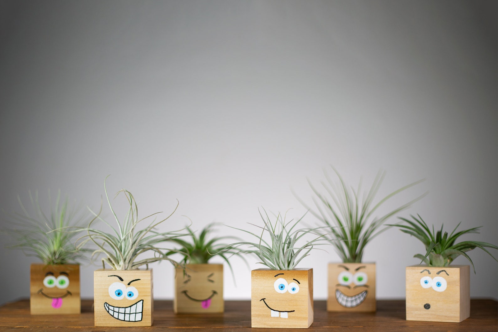 Funny Face Air Plant Holders Cute Plant Gifts Coworker Gift | Etsy