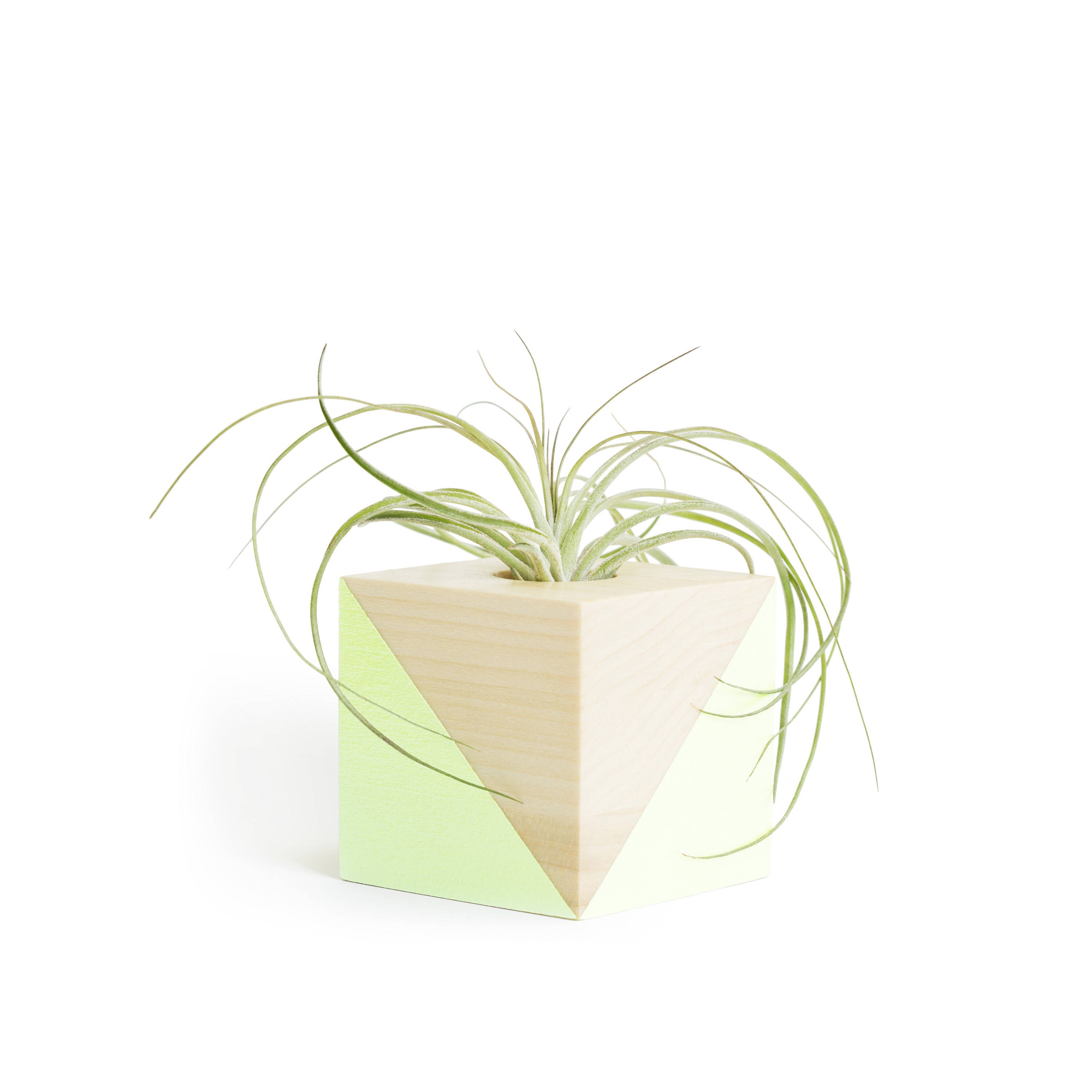 plant gift for girlfriend