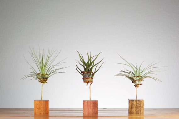 Set Of 3 Tiny Air Plant Holders Wire Air Plant Display Plant Etsy