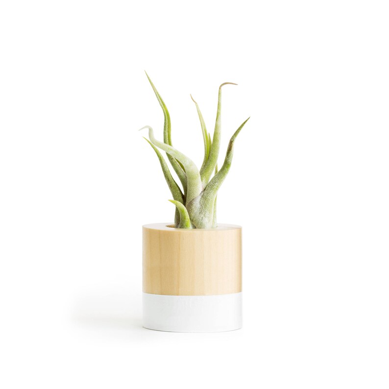 White Air Plant Display Cute Desk Planter Modern Plant Etsy
