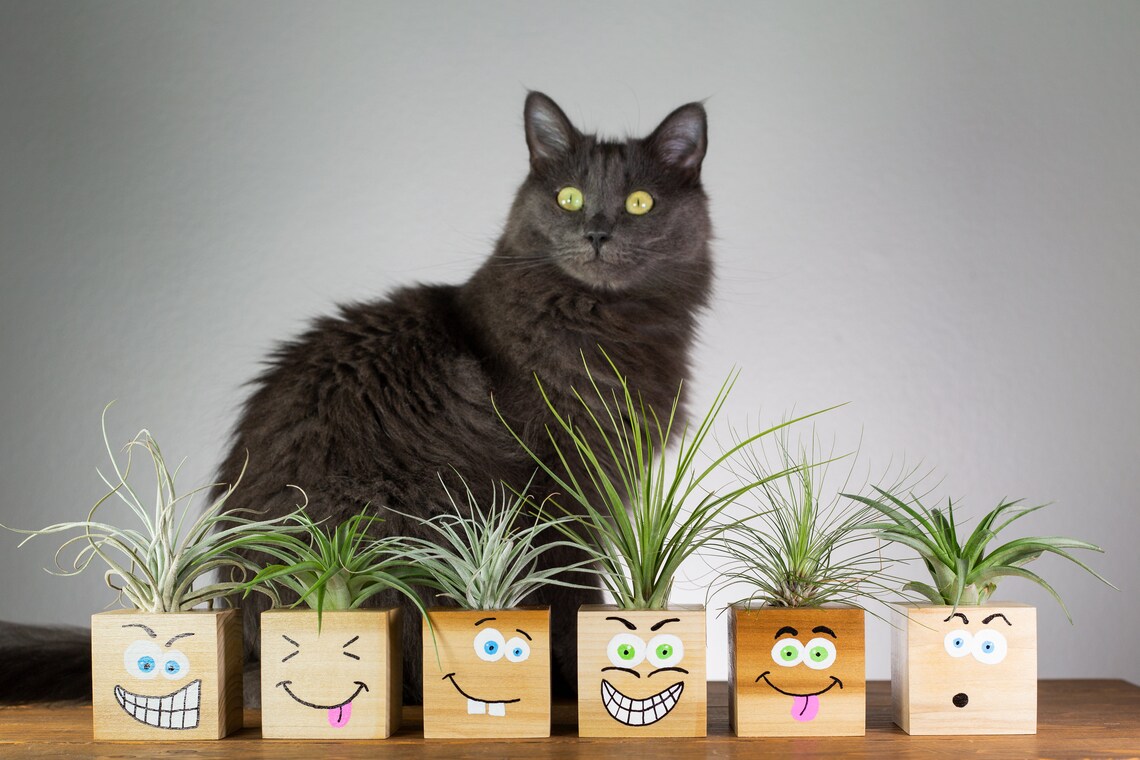 Funny Face Air Plant Holders Cute Plant Gifts Coworker Gift | Etsy